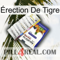 Érection De Tigre 11